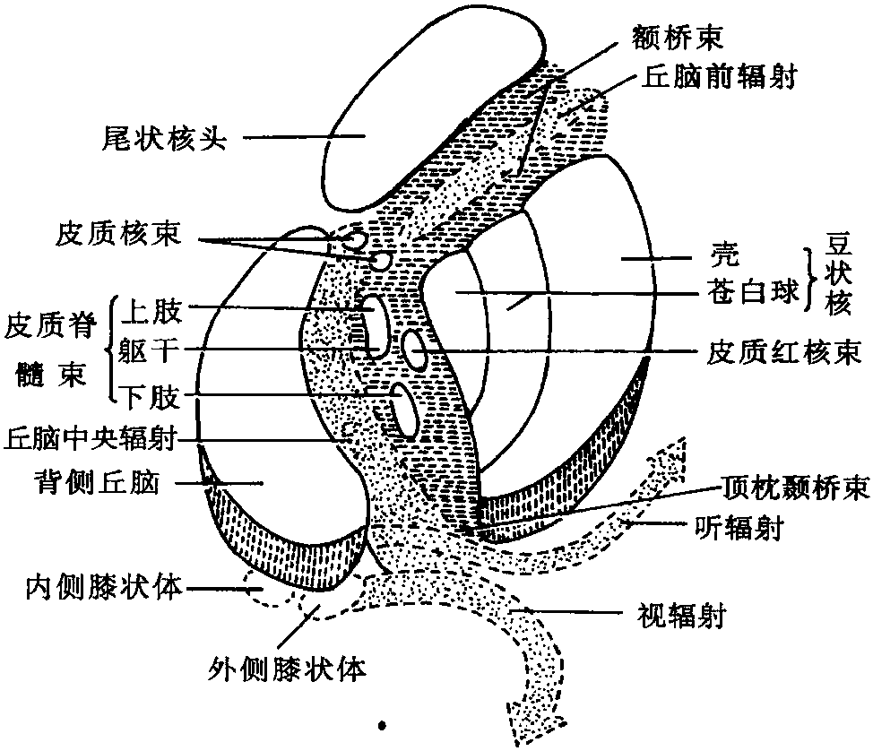 第二節(jié) 內(nèi)囊及內(nèi)囊區(qū)域的血液供應(yīng)